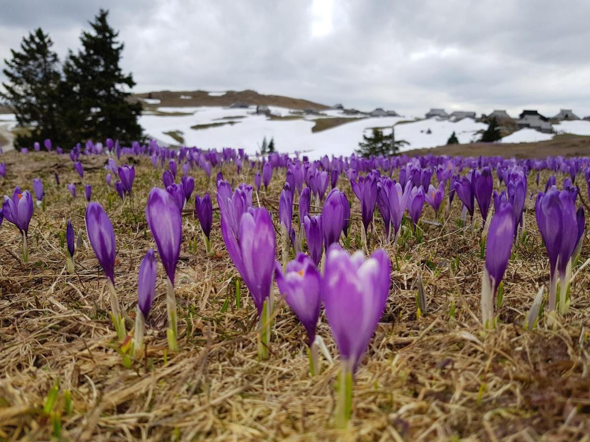 Chalet Gorenjka - Velika Planina Stahovica Bagian luar foto